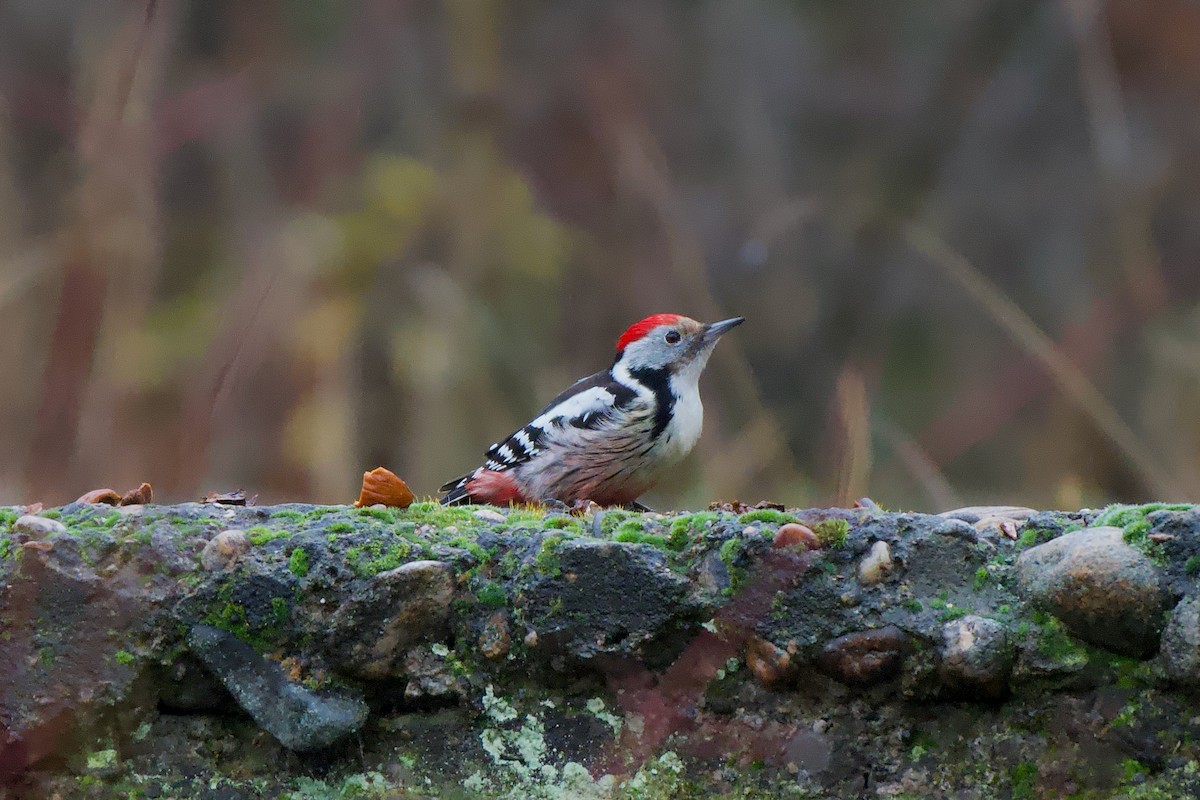 Middle Spotted Woodpecker - ML646443999