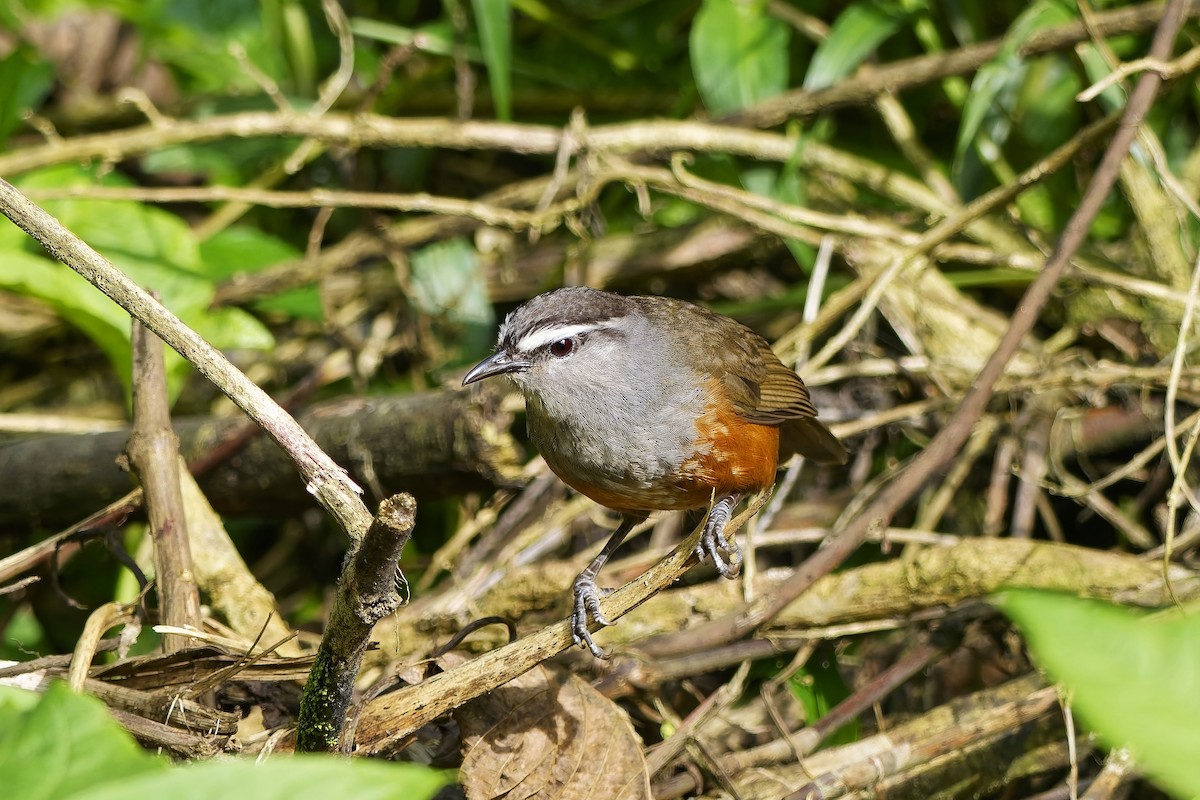Palani Laughingthrush - ML646444000