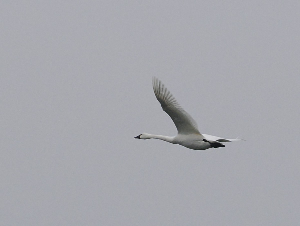 Tundra Swan - ML646444001