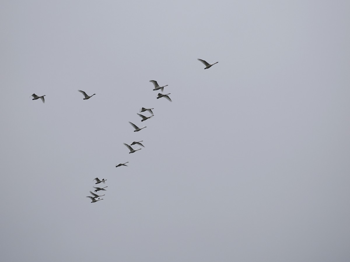 Tundra Swan - ML646444002
