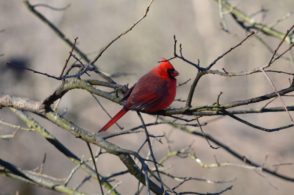 Northern Cardinal - ML646444003