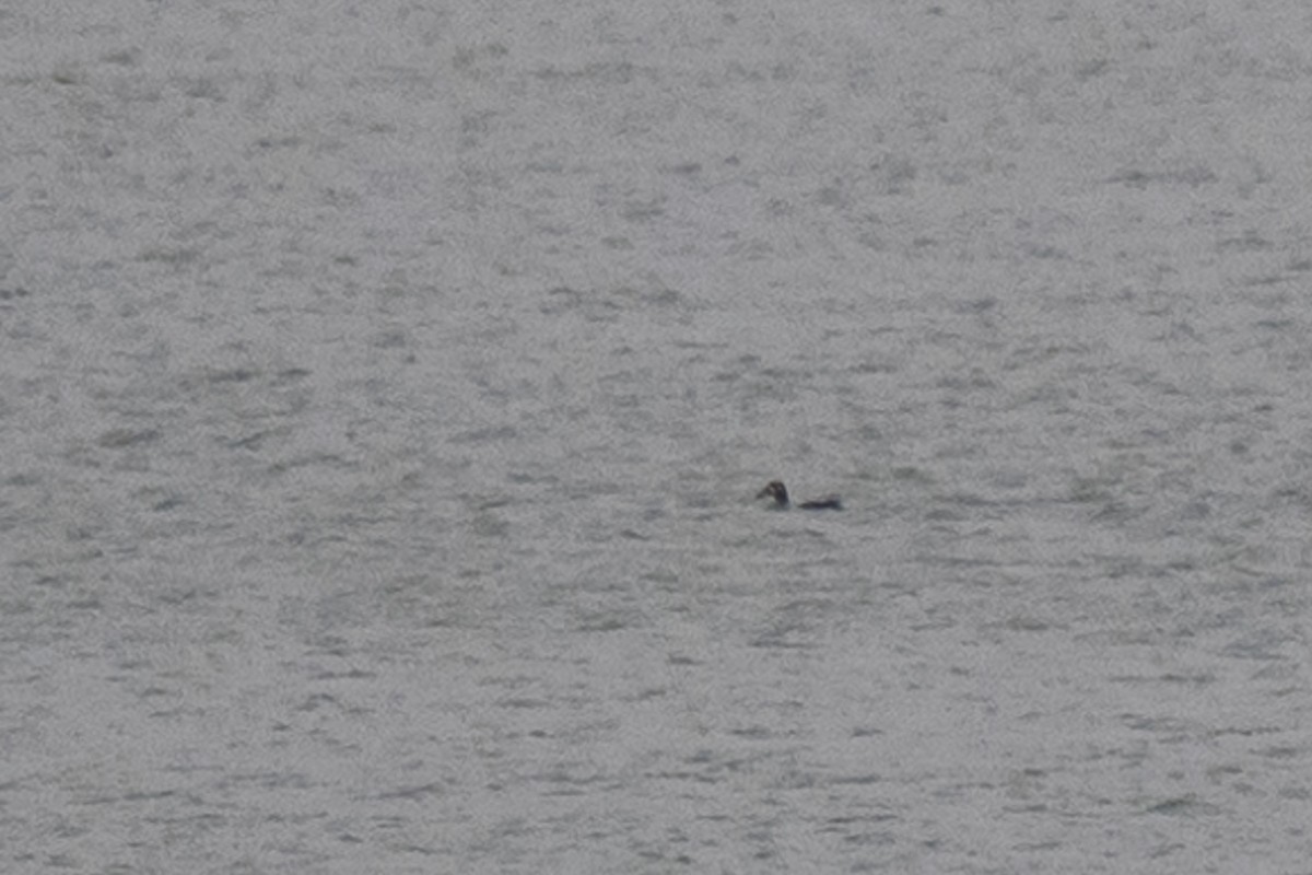 アラナミキンクロ - ML646444004