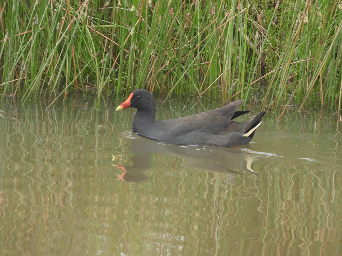 ネッタイバン - ML646444005