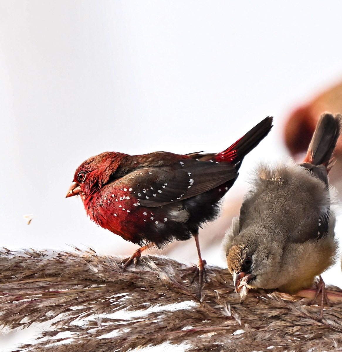 Red Avadavat - ML646444006