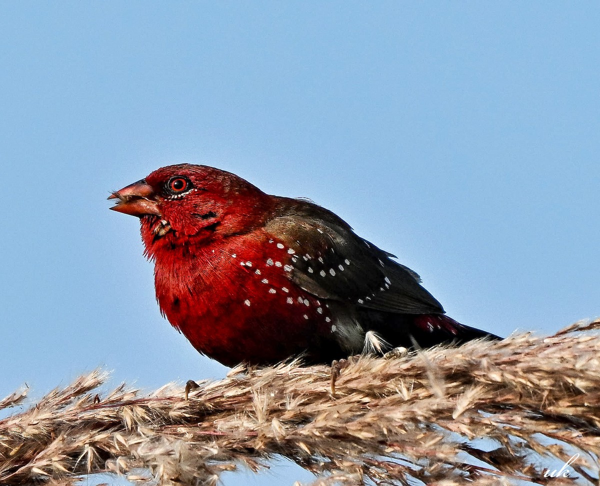 Red Avadavat - ML646444007