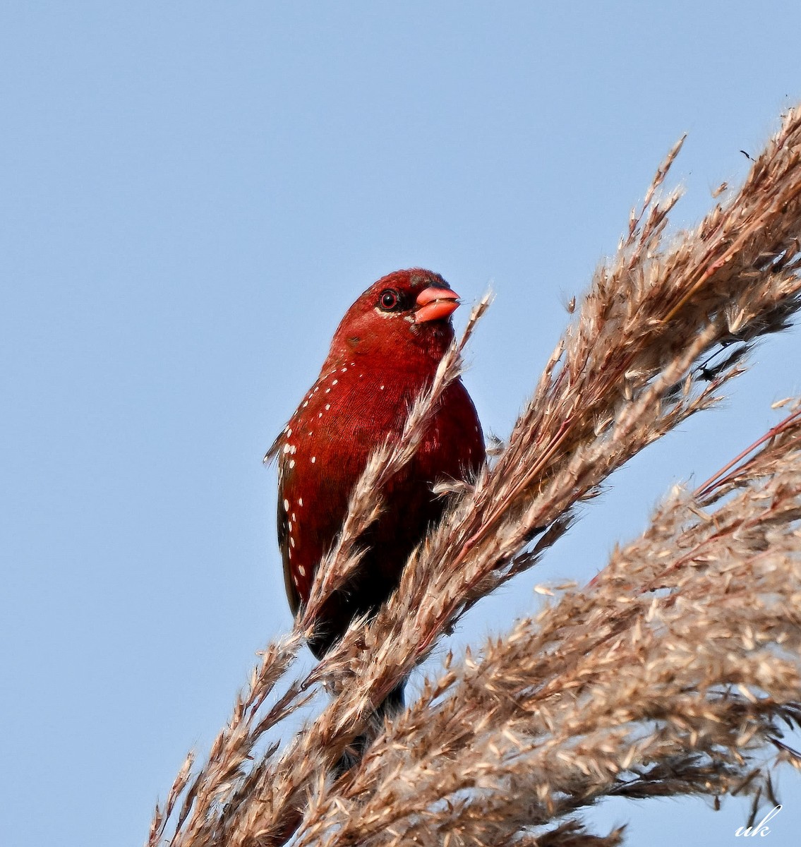 Red Avadavat - ML646444008