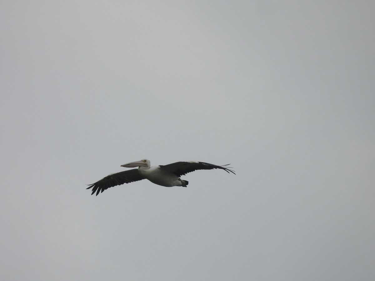 コシグロペリカン - ML646444009