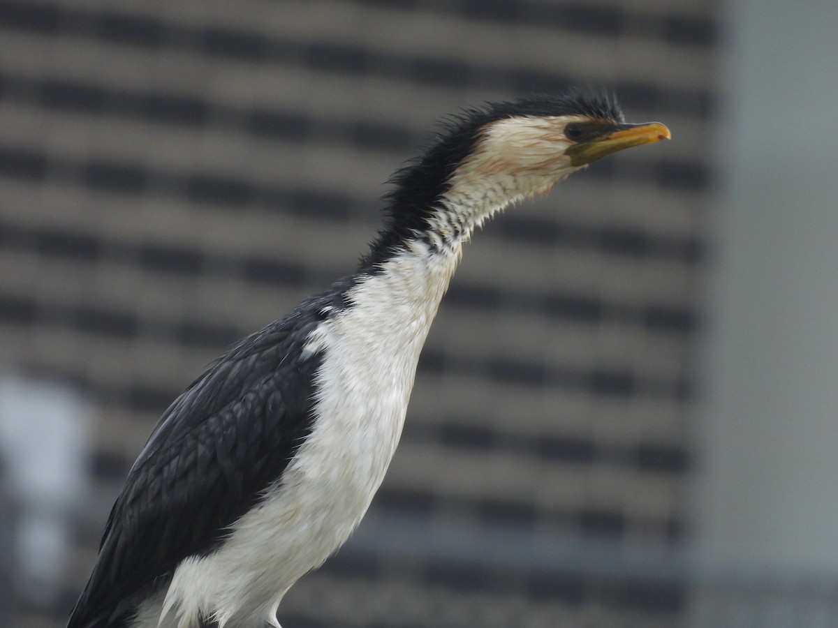 シロハラコビトウ - ML646444010