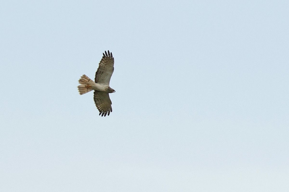 Eastern Marsh Harrier - ML646444011