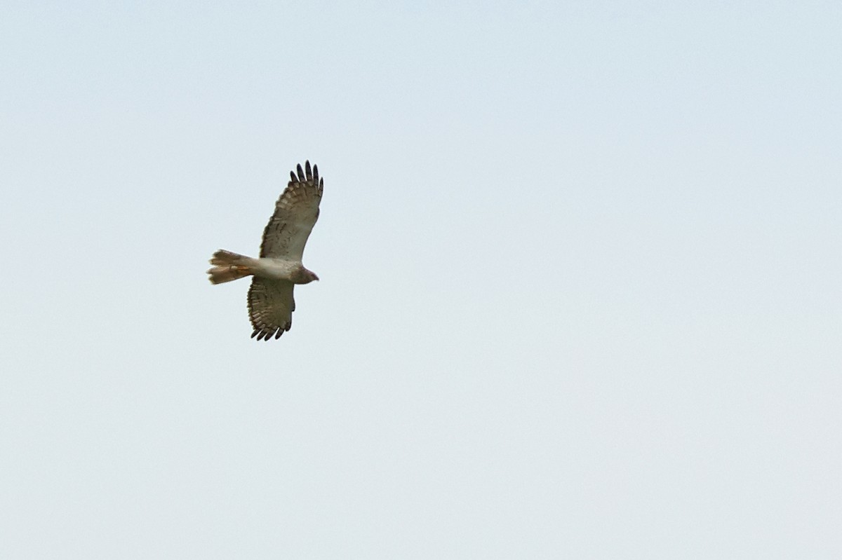 Eastern Marsh Harrier - ML646444012