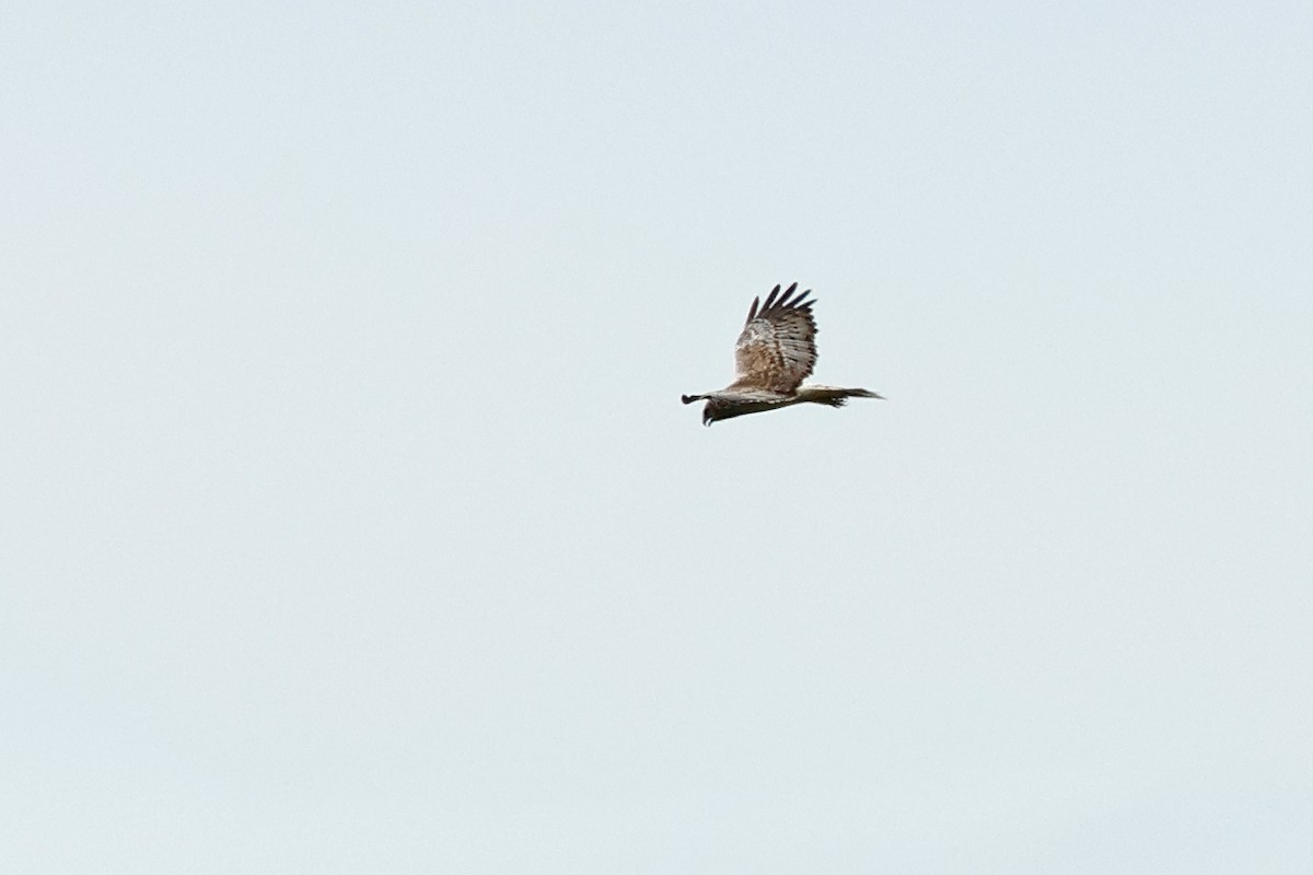 Eastern Marsh Harrier - ML646444013