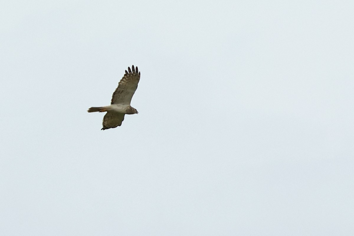 Eastern Marsh Harrier - ML646444014