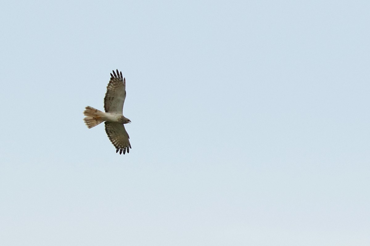 Eastern Marsh Harrier - ML646444015