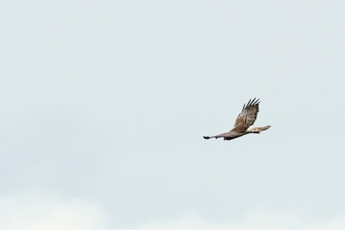Eastern Marsh Harrier - ML646444016