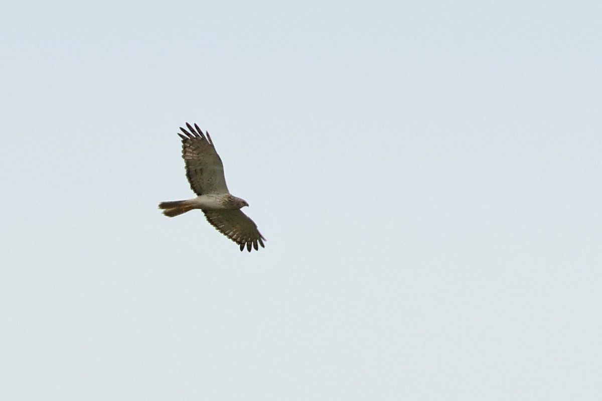Eastern Marsh Harrier - ML646444017