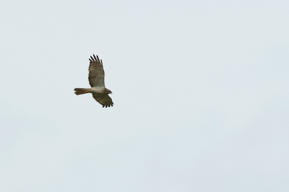 Eastern Marsh Harrier - ML646444018