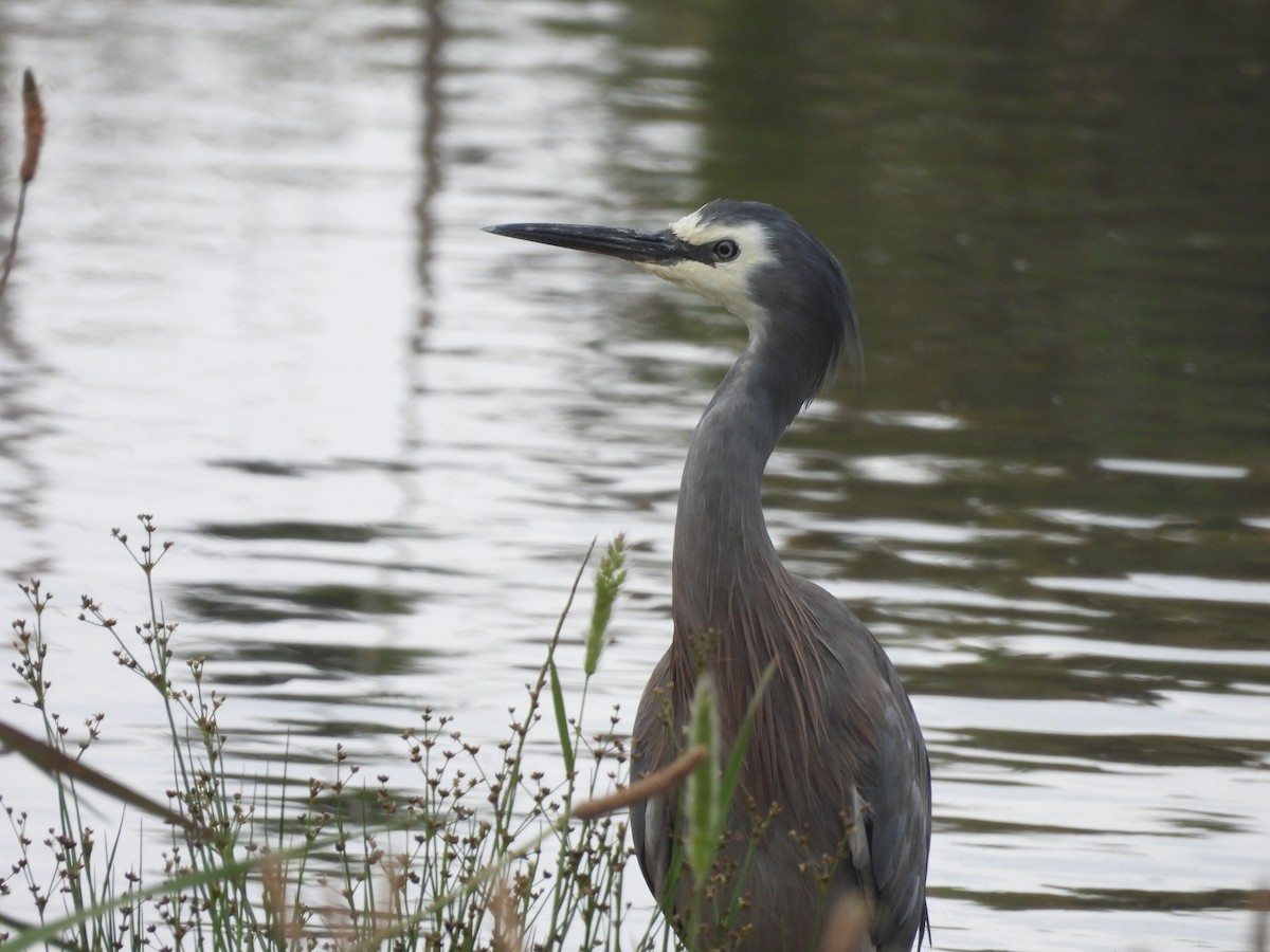 カオジロサギ - ML646444019
