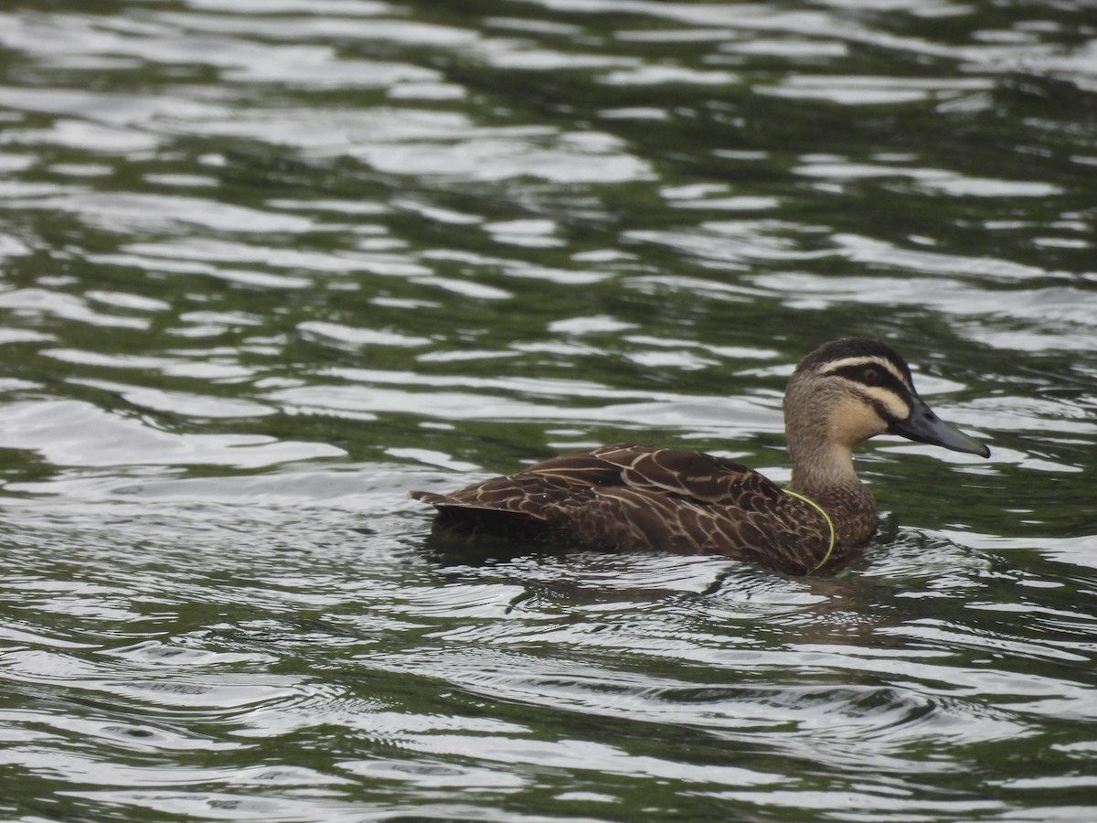 マミジロカルガモ - ML646444021