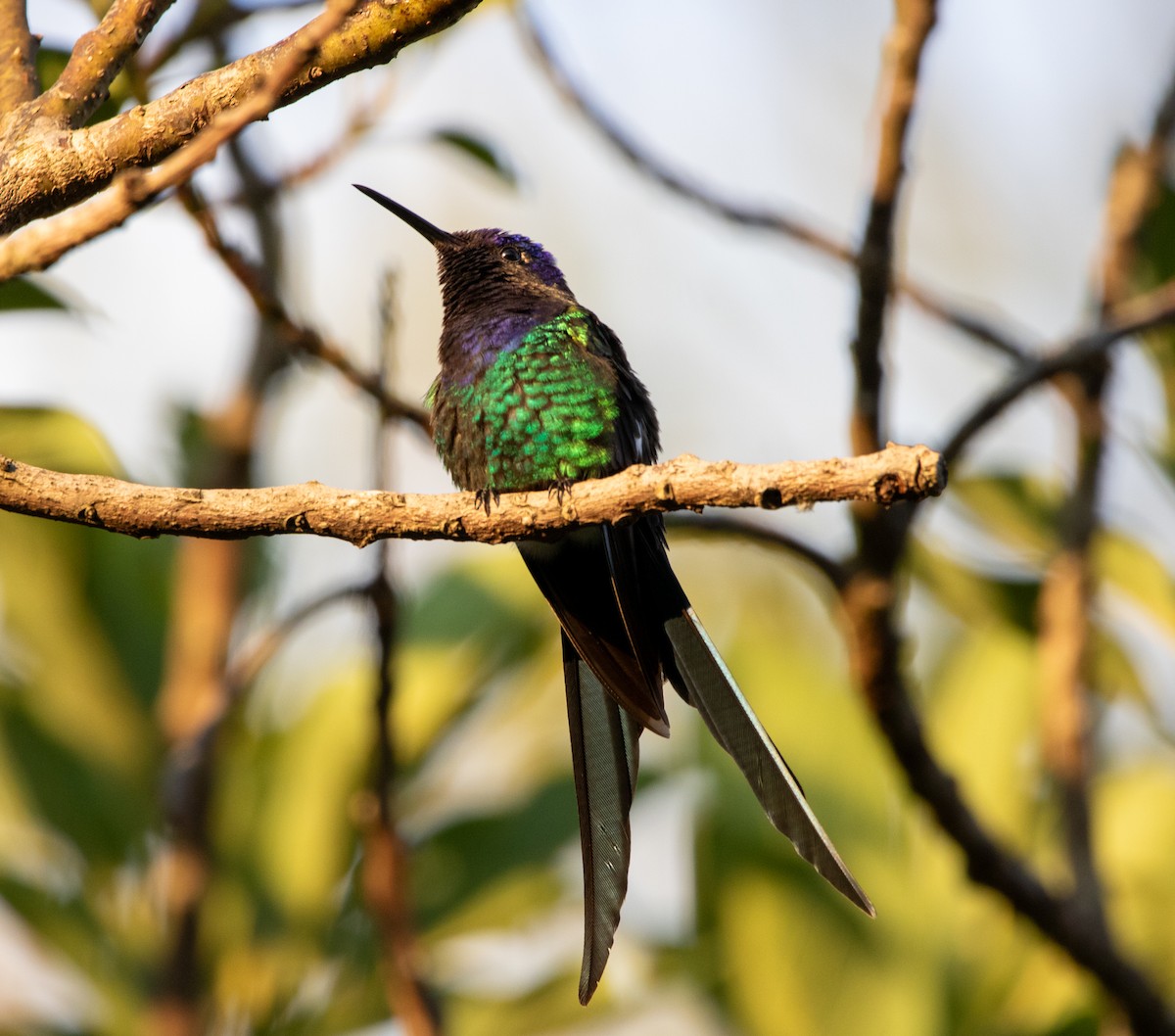 Swallow-tailed Hummingbird - ML646444022