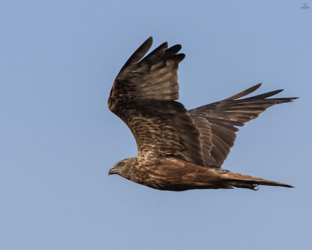 Eastern Marsh Harrier - ML646444023