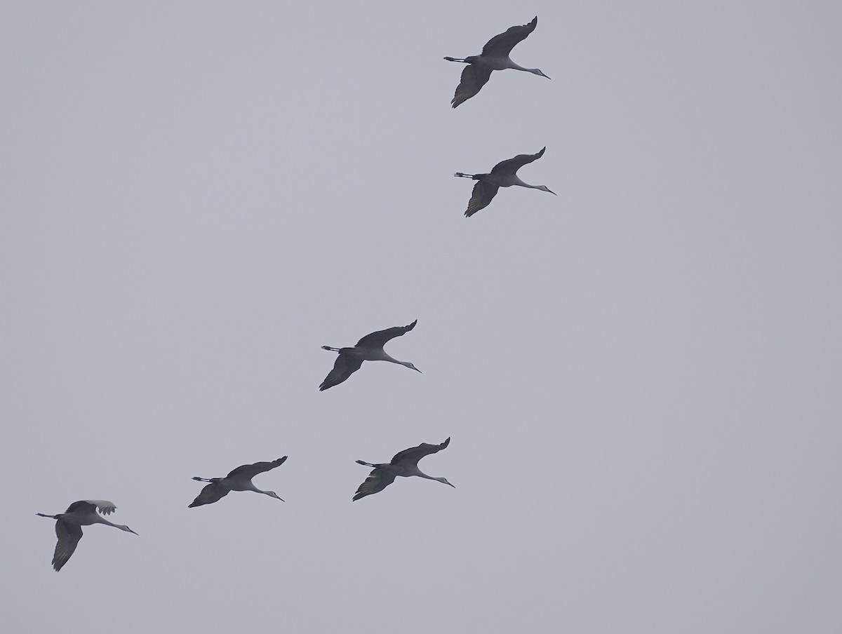 Sandhill Crane - ML646444024