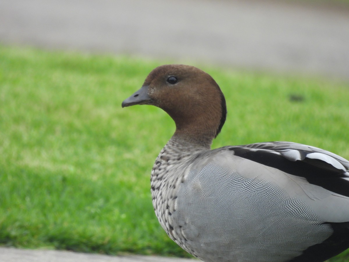 タテガミガン - ML646444025