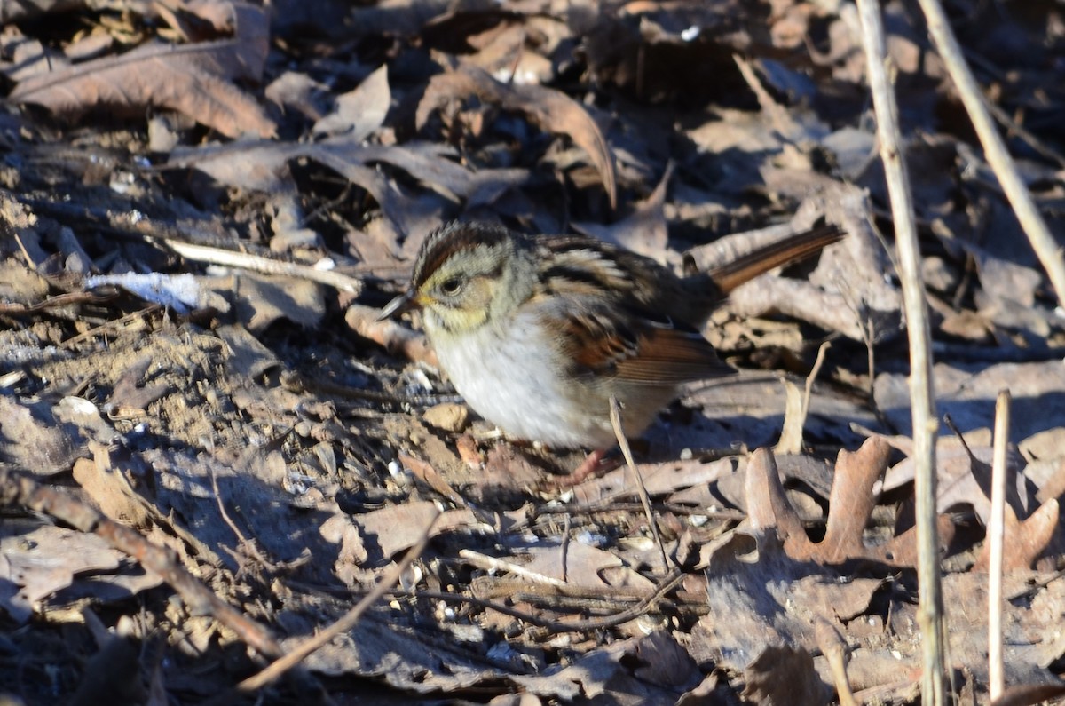 Swamp Sparrow - ML646444026