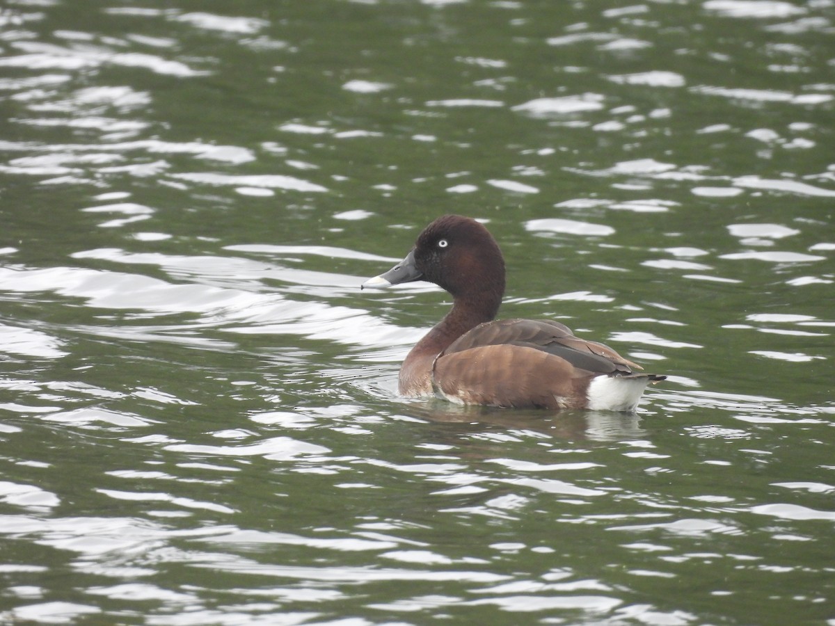 オーストラリアメジロガモ - ML646444027