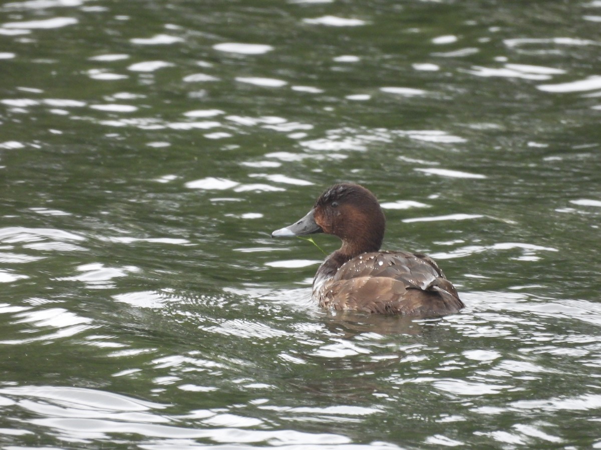 オーストラリアメジロガモ - ML646444028