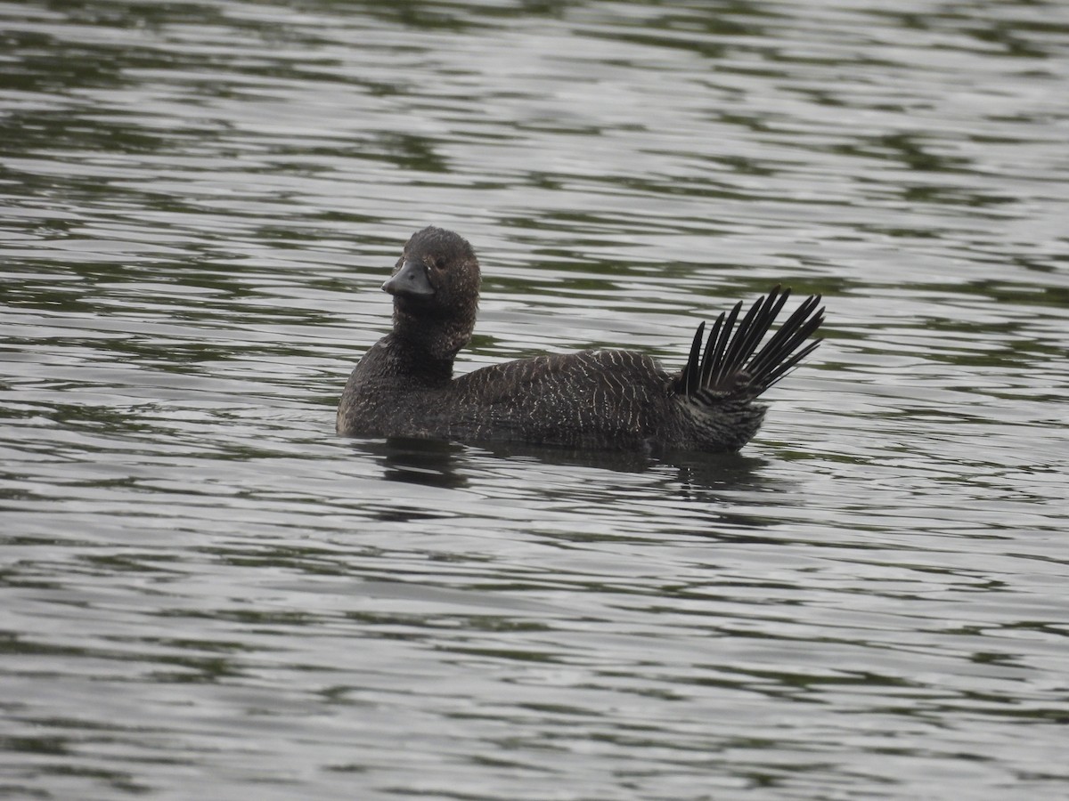 ニオイガモ - ML646444032