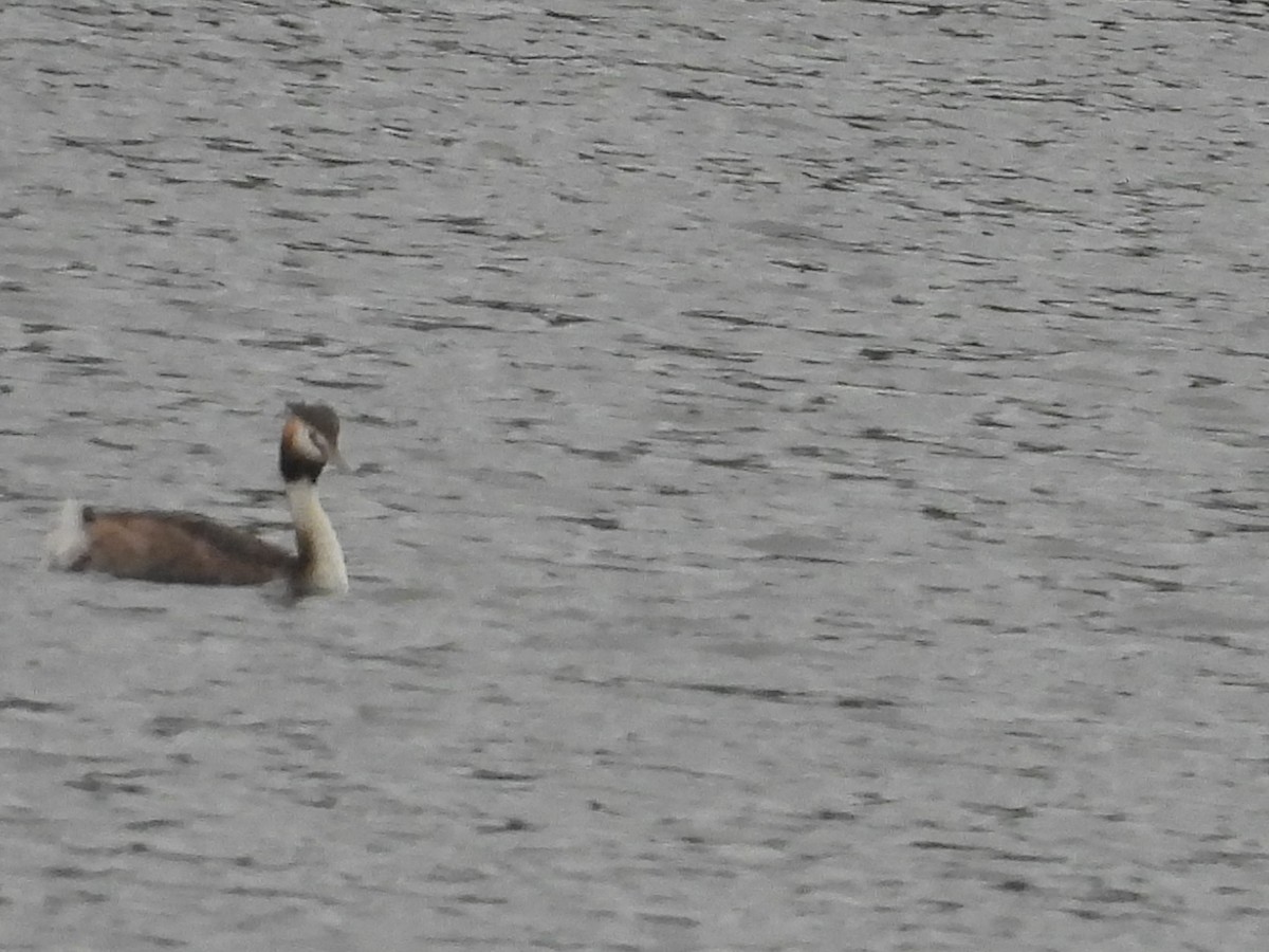 カンムリカイツブリ - ML646444034