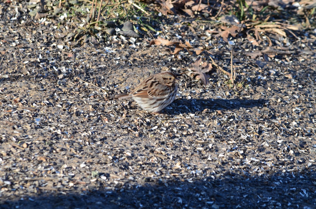 Song Sparrow - ML646444037
