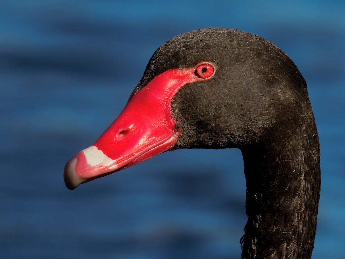 labuť černá - ML646444046