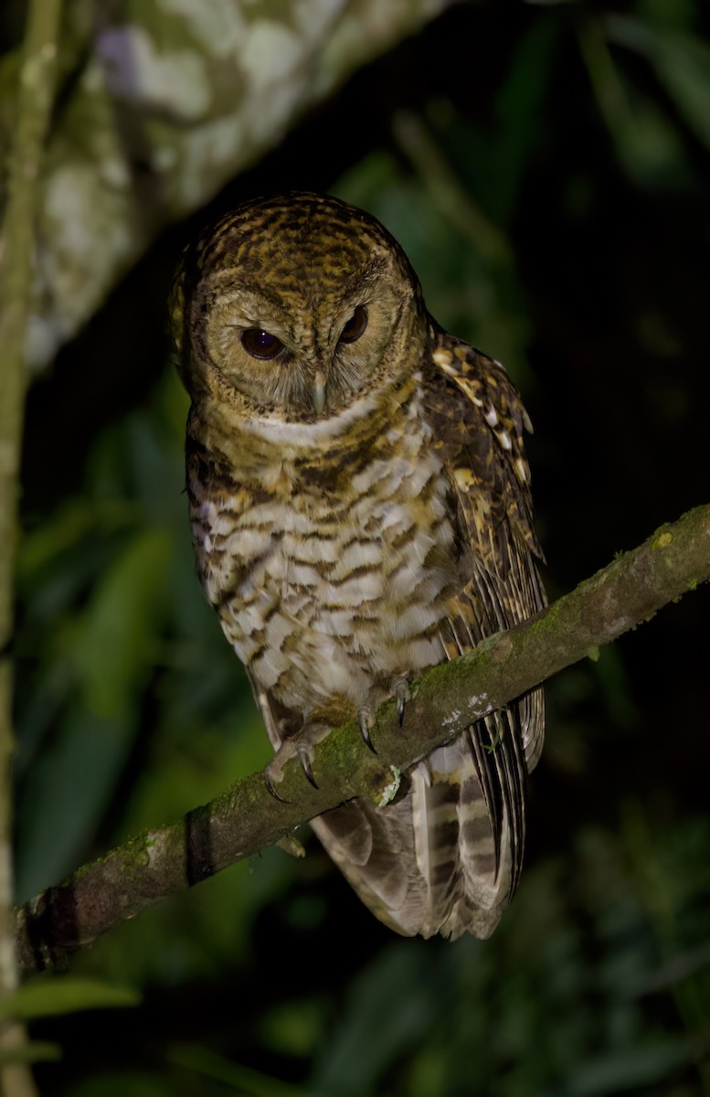 Rusty-barred Owl - ML646444056