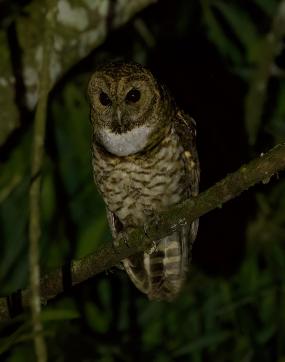 Rusty-barred Owl - ML646444058