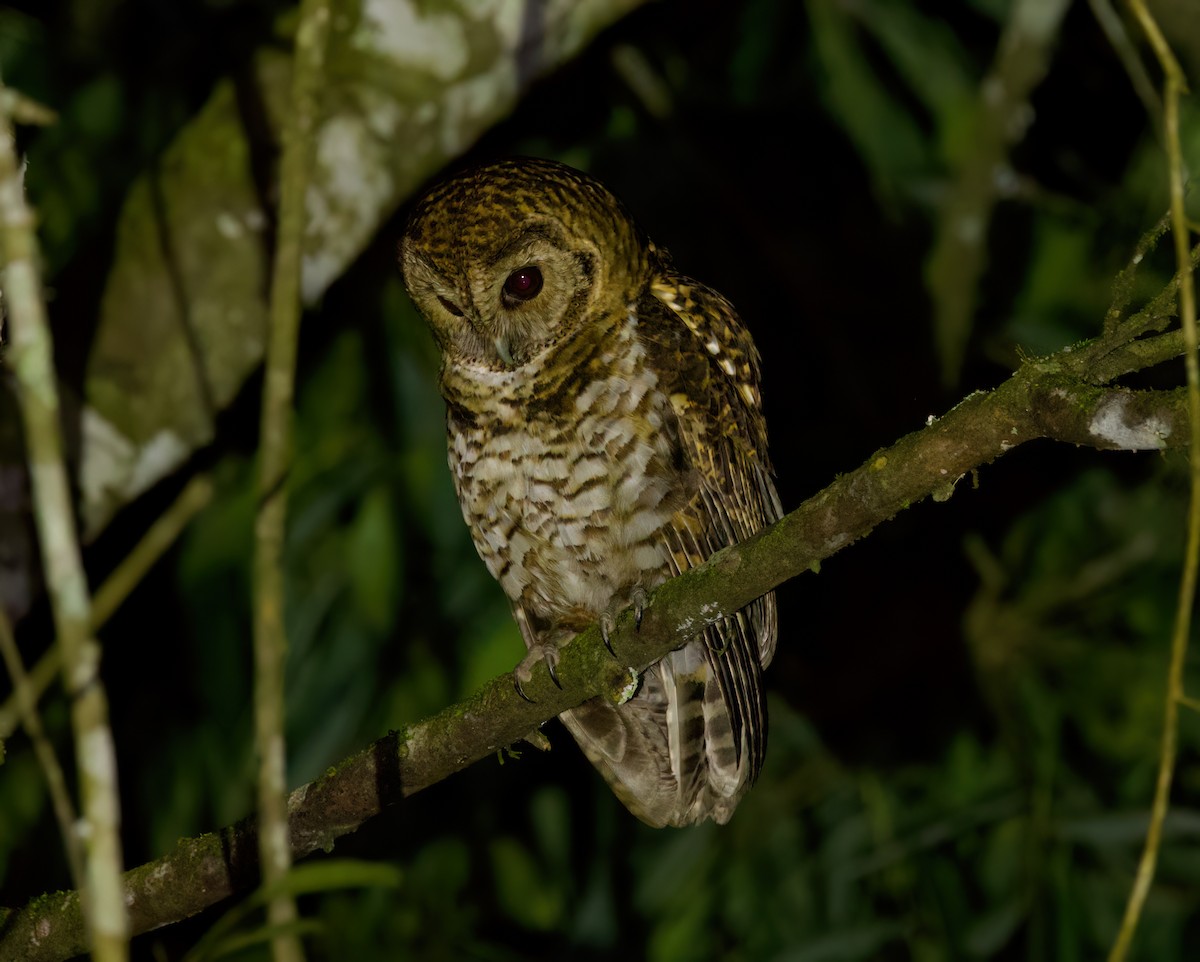 Rusty-barred Owl - ML646444059