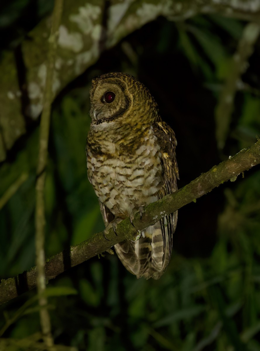 Rusty-barred Owl - ML646444060