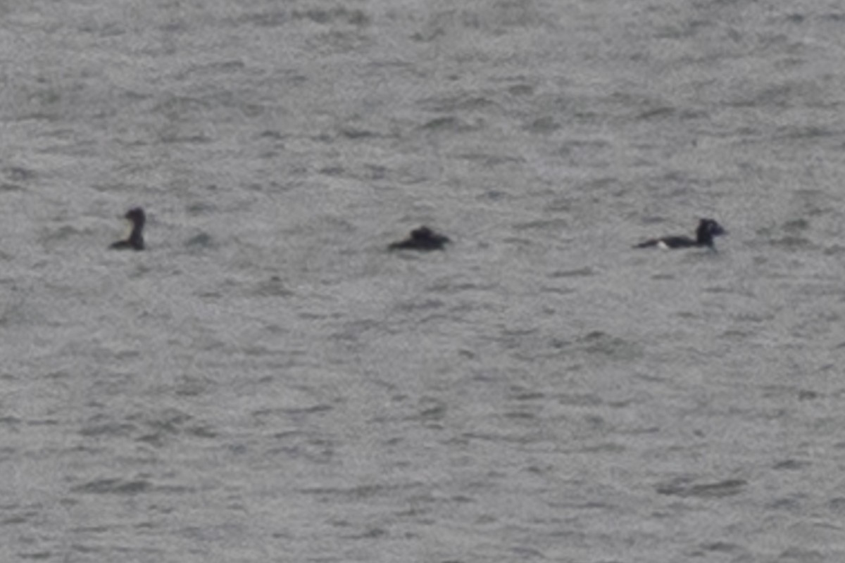 アメリカビロードキンクロ - ML646444064