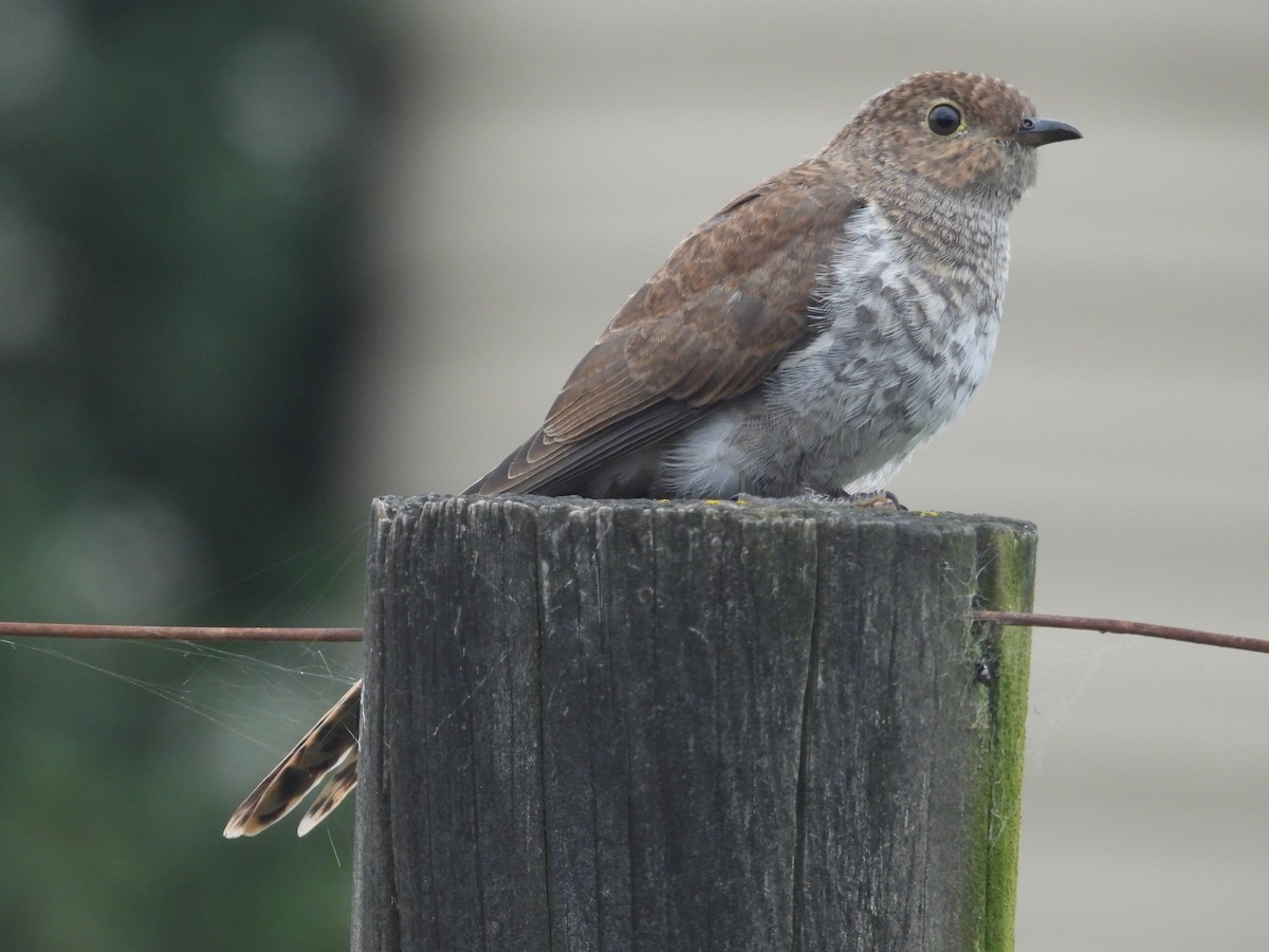 Fan-tailed Cuckoo (Sahul) - ML646444066