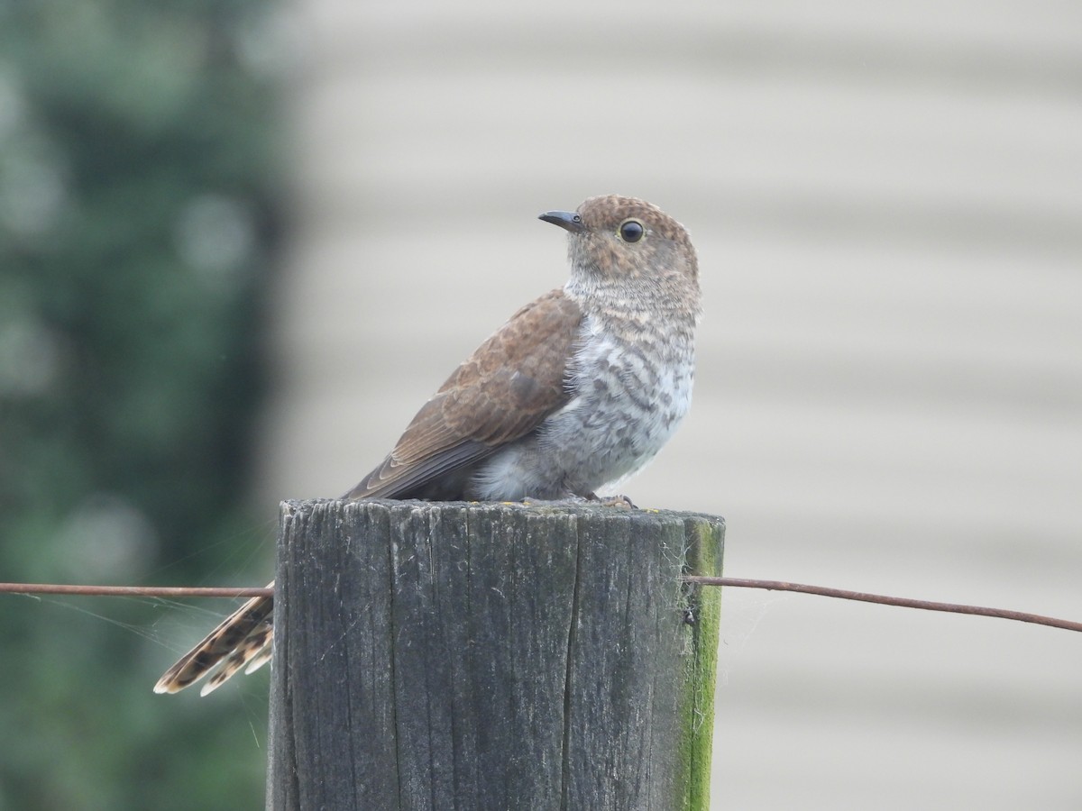 Fan-tailed Cuckoo (Sahul) - ML646444067