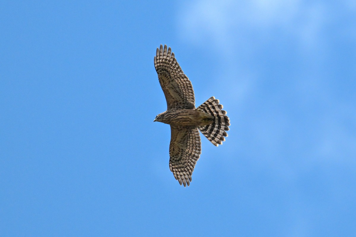 Eurasian Goshawk - ML646444068