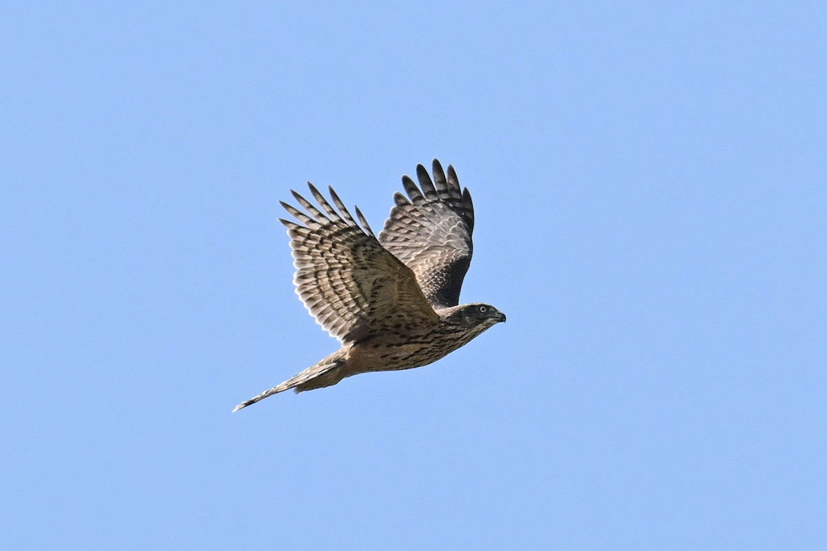 Eurasian Goshawk - ML646444073