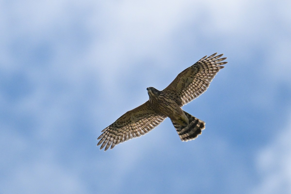 Eurasian Goshawk - ML646444075