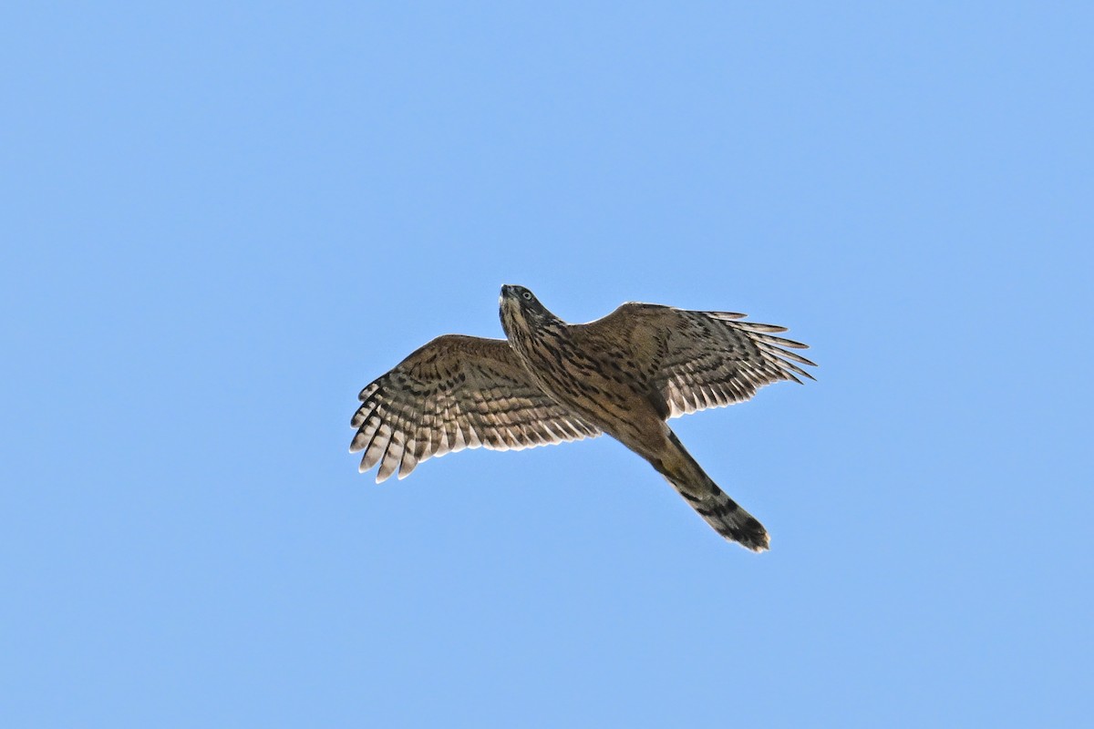 Eurasian Goshawk - ML646444076