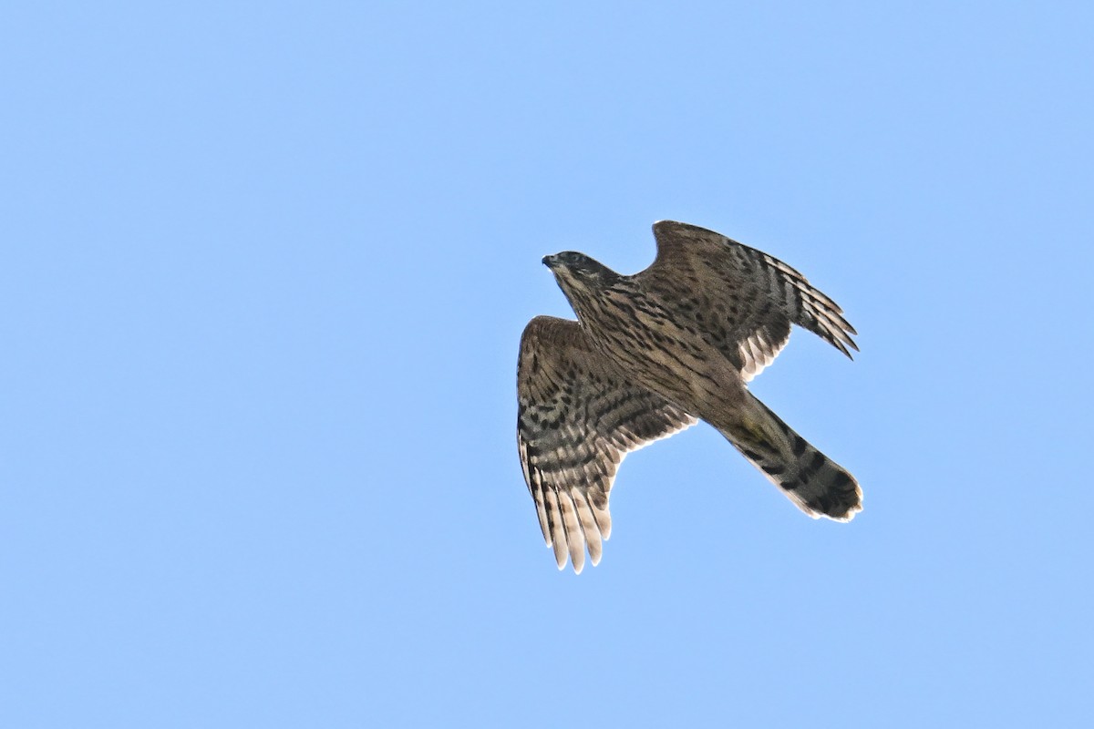 Eurasian Goshawk - ML646444077