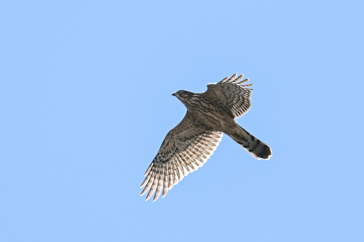 Eurasian Goshawk - ML646444078