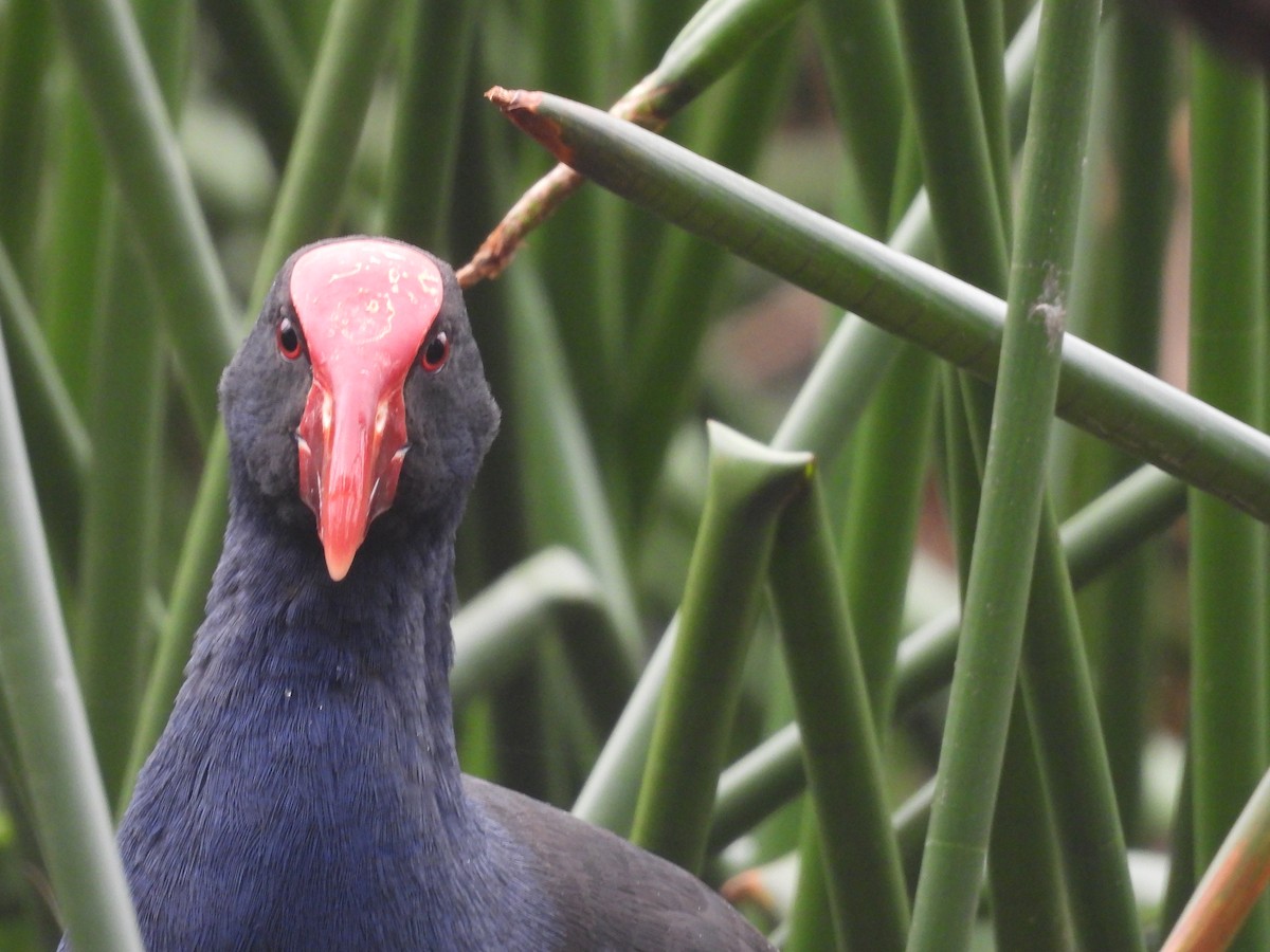 オーストラリアセイケイ - ML646444081