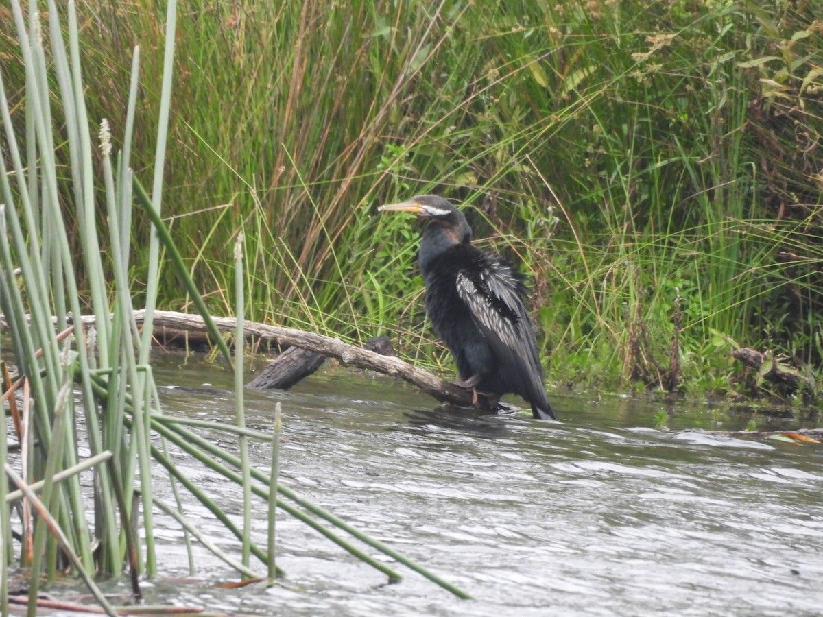 オーストラリアヘビウ - ML646444083