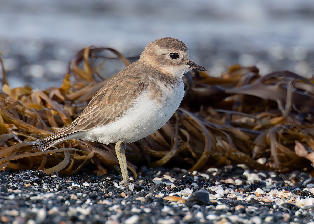 Double-banded Plover - ML646444084