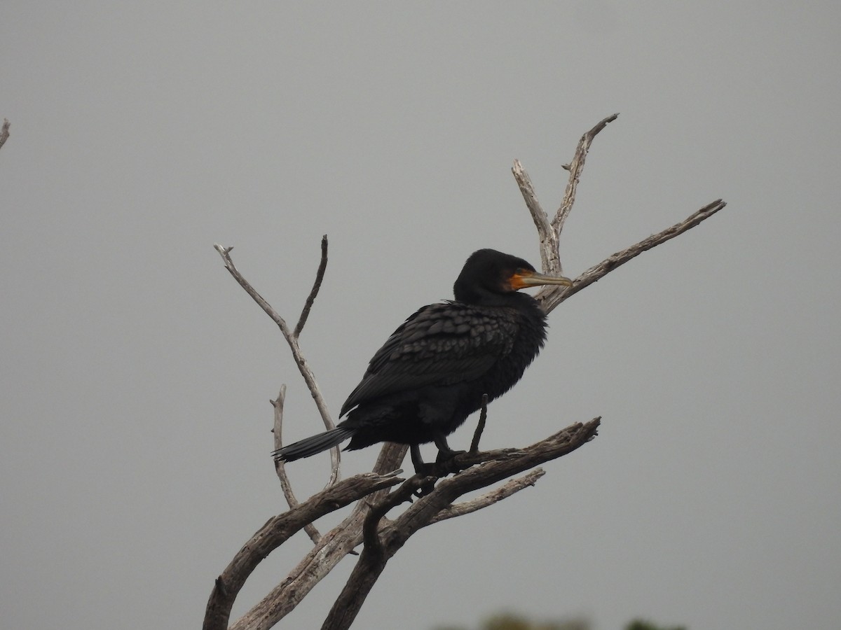 カワウ（novaehollandiae） - ML646444085